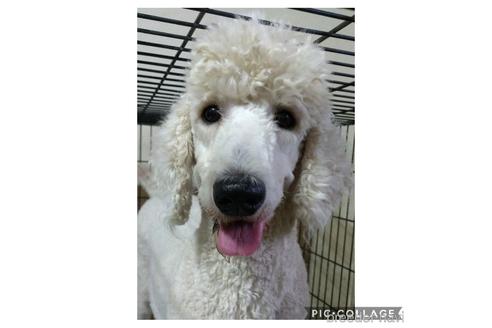 販売中のスタンダードプードルの親犬